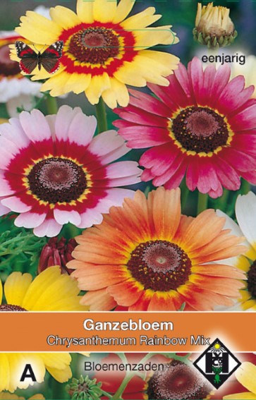 Wucherblume Rainbow Mix (Chrysanthemum) 350 Samen HE